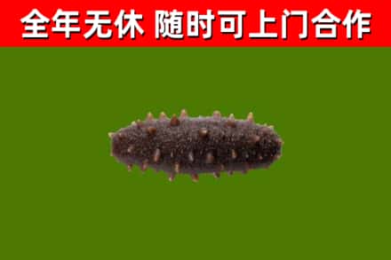 滁州烟酒回收干海参.jpg